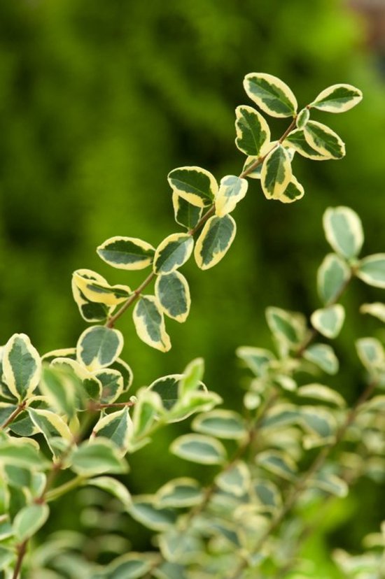 Arbustes de haie - Un ensemble 1 - Ligustrum ibota Musli - (2L) 20-25 cm |  bol