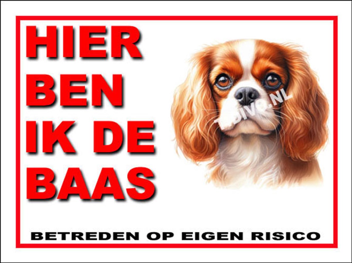 Cavalier King Charles Spaniël 2