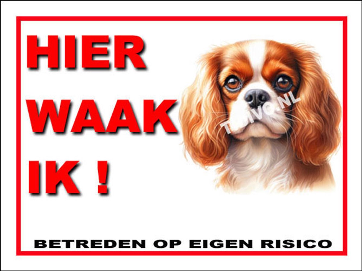 Cavalier King Charles Spaniël 3