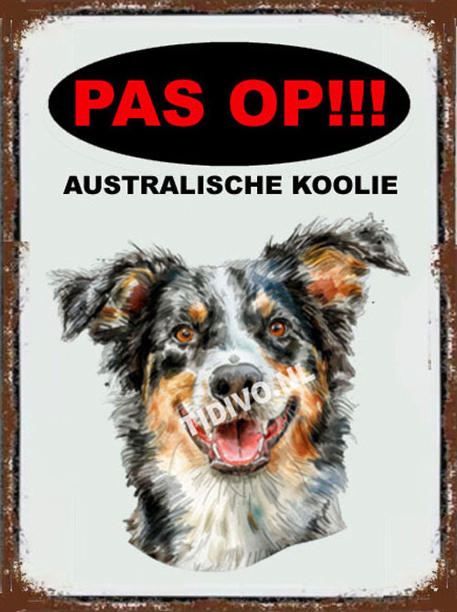 Australische koolie 17