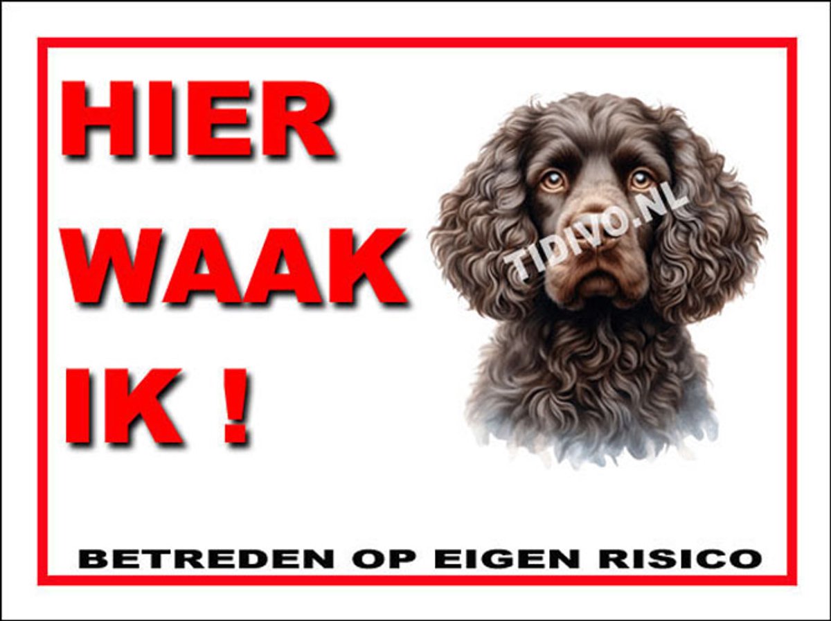 Amerikaanse Water Spaniel 3