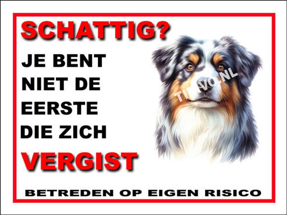 Australian Shepherd 14