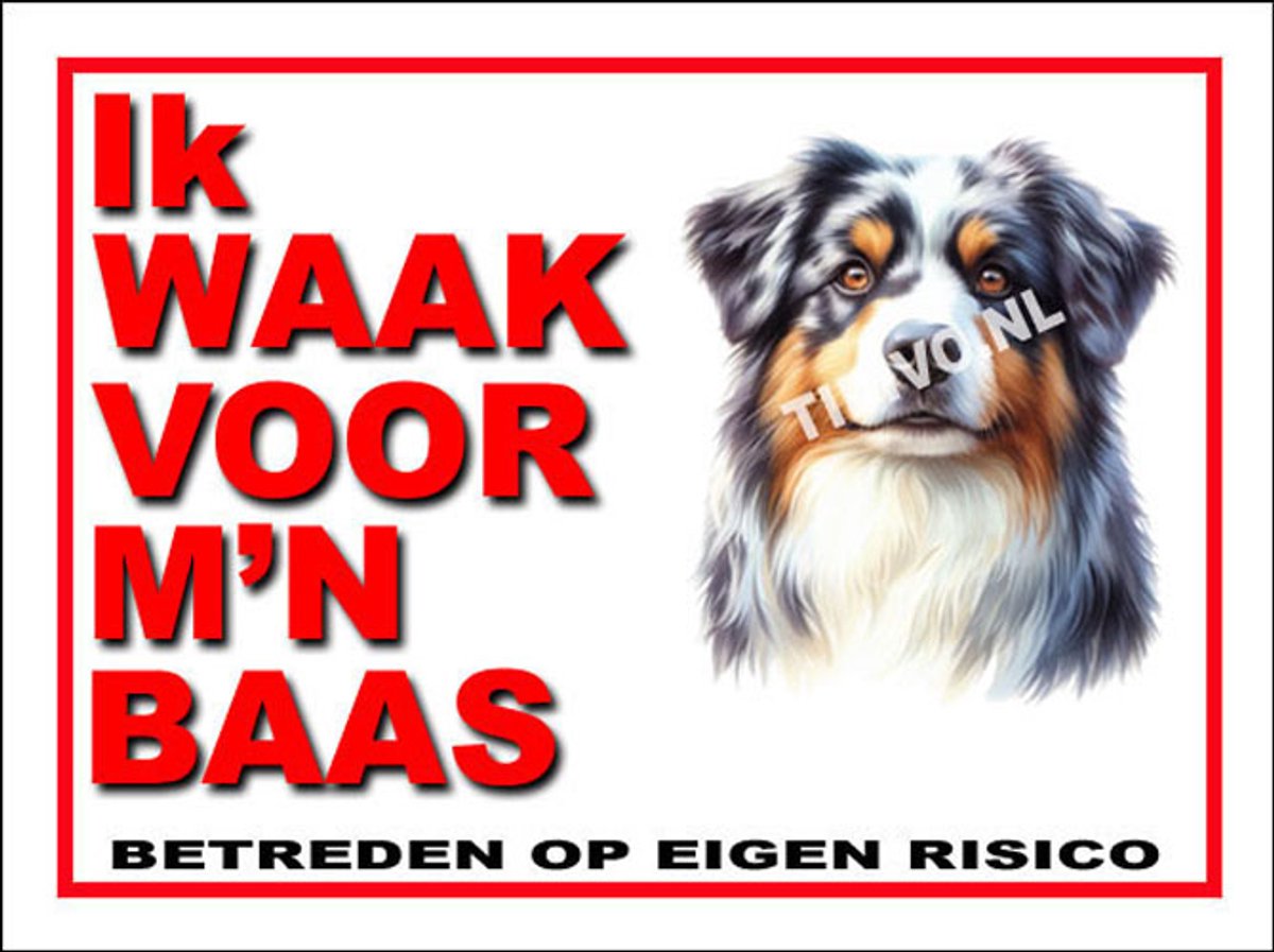 Australian Shepherd 9
