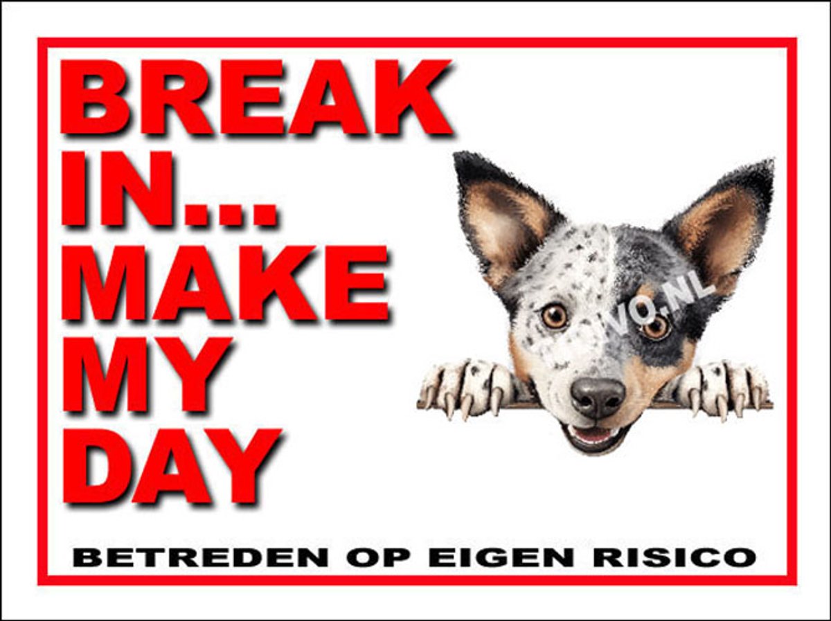 Australian Stumpy Tail Cattle Dog 1