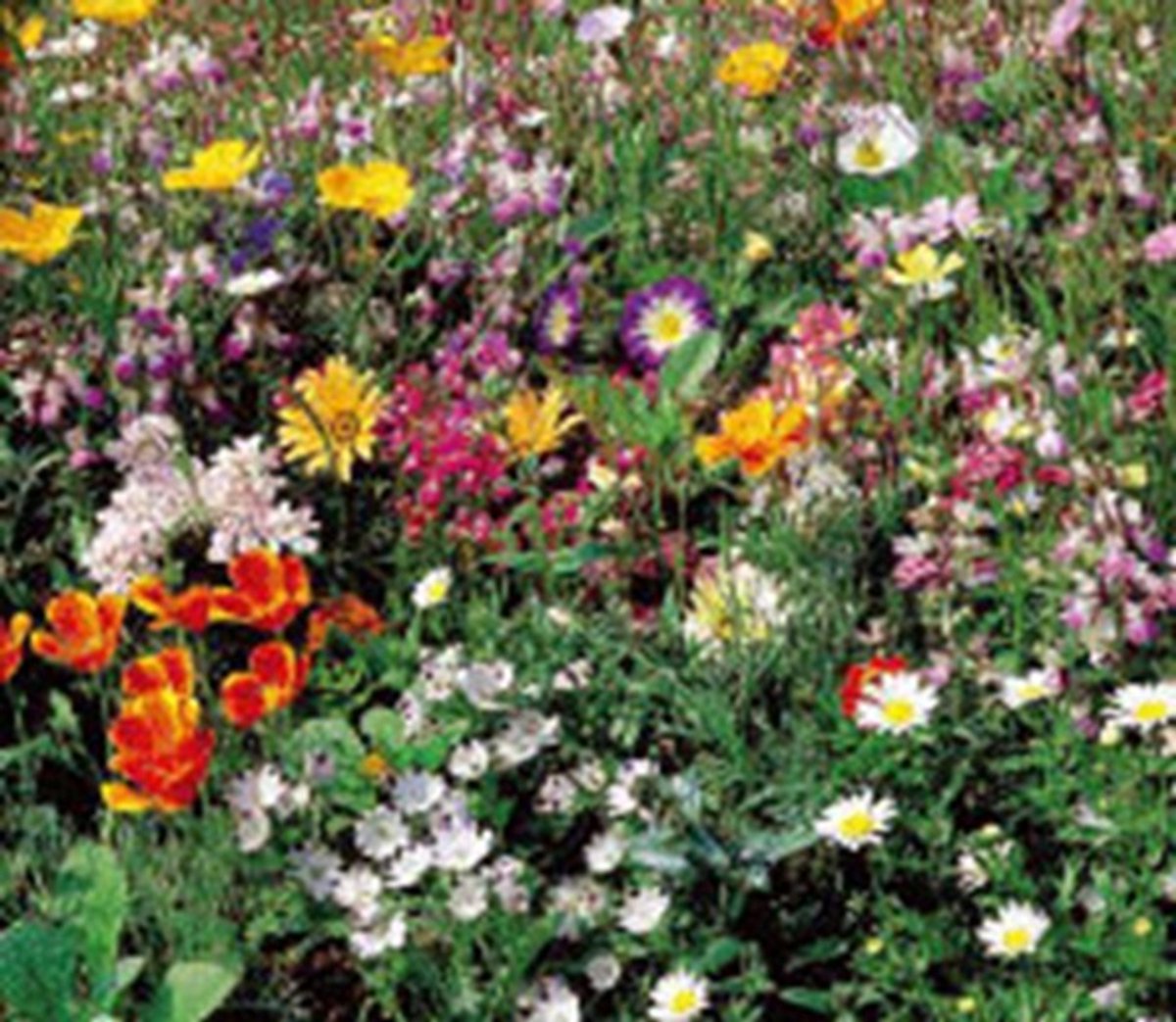 Japanse tuin bloemenmengsel ca 125 gram voor 100 M2
