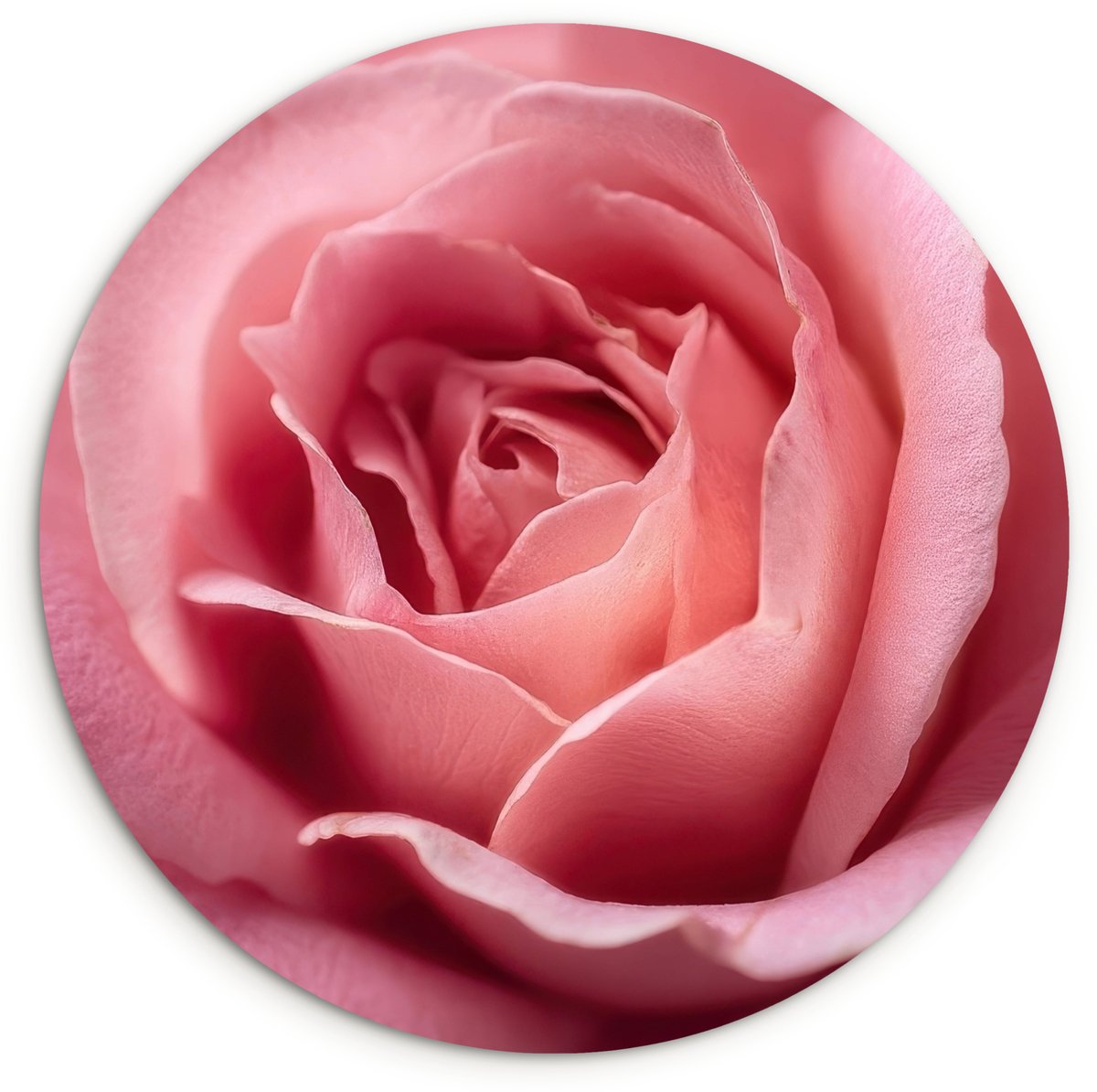 WallCircle Wandcirkel 140x140 cm - Muurcirkel Roze - Roos - Romantisch - Muurdecoratie woonkamer - Wanddecoratie slaapkamer - Kamer decoratie accessoires - Ronde schilderijen