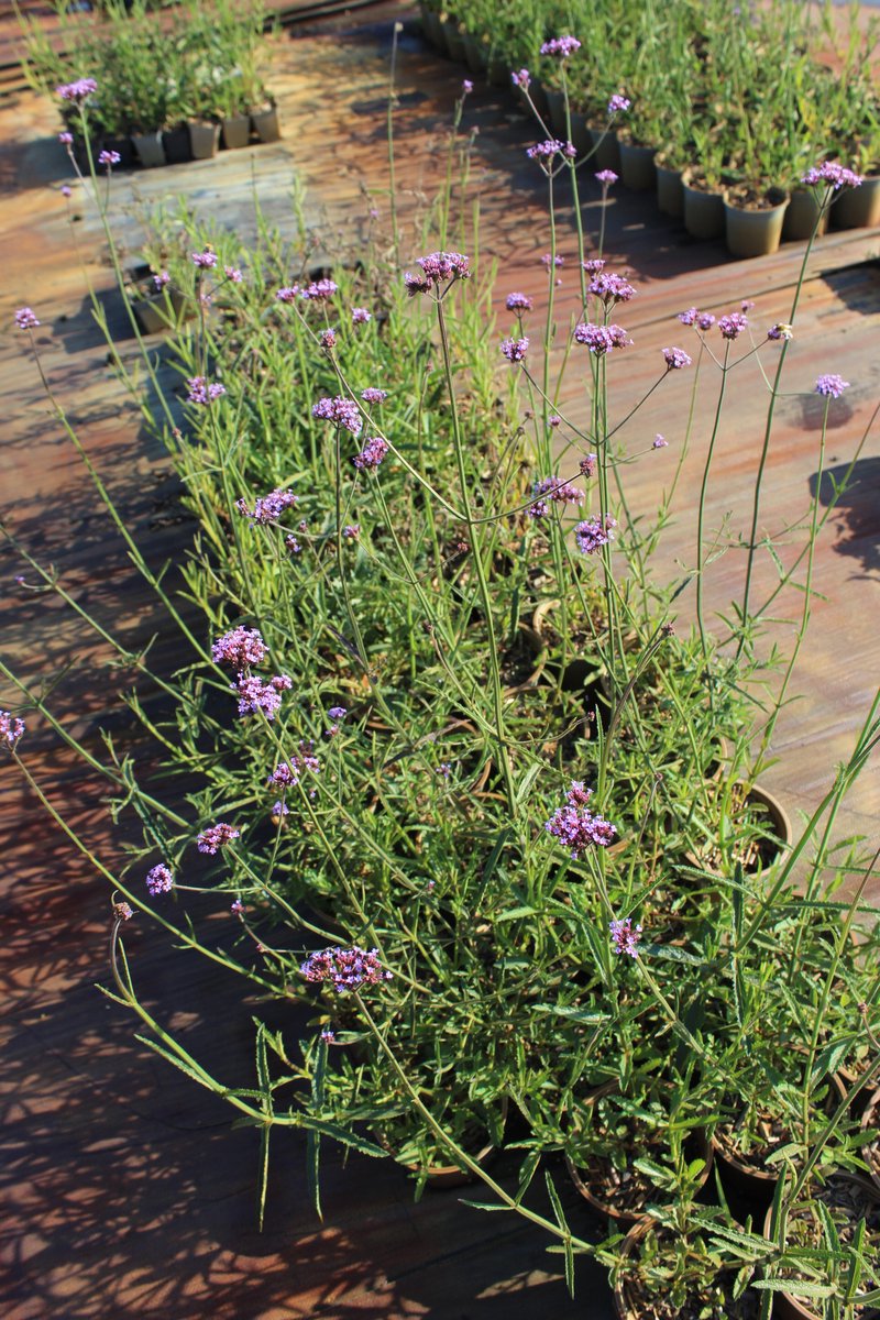6 stuks Verbena bonariensis – IJzerhard - P9 pot (9X9)