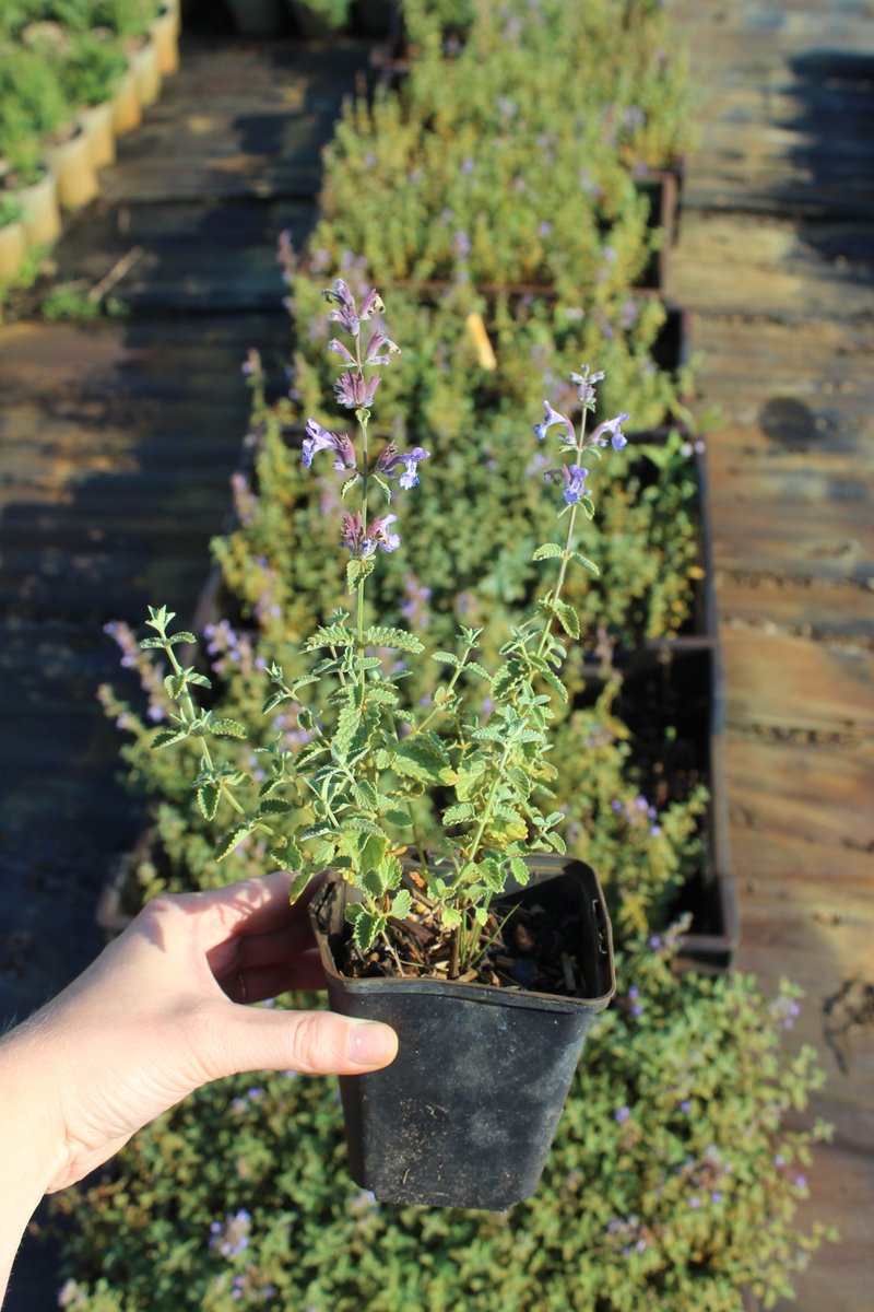 6 stuks Nepeta faassenii – Kattenkruid - P9 pot (9X9)