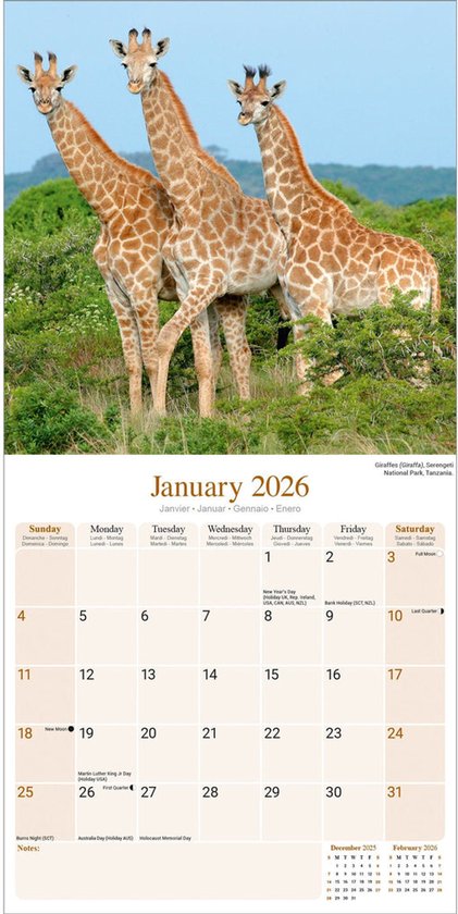 Edition Seidel Premium kalender olifanten 2025 formaat DIN A3 wandkalender dieren kalender natuur steppe water olifant koe stier kalf kudde wild dier