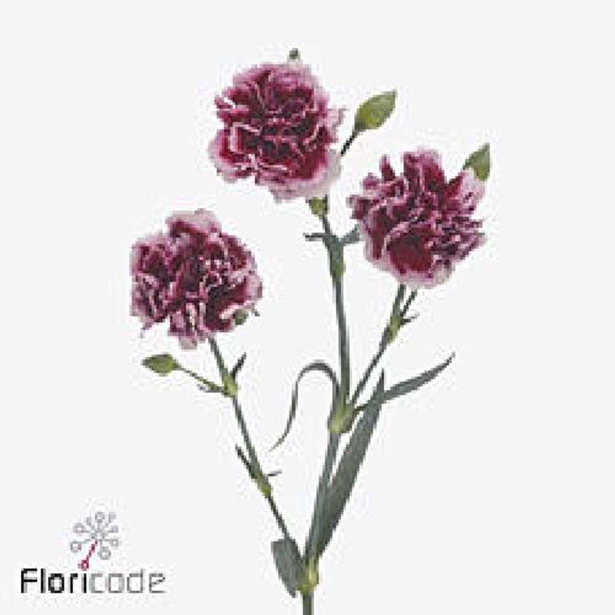 10x Dian.tr.aura+ 60cm