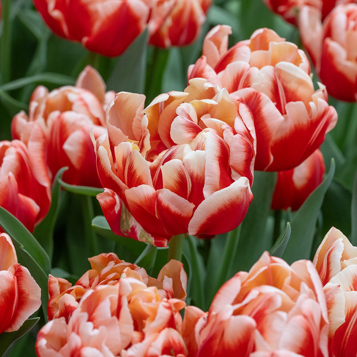 Tulp Bed of Roses | 10 stuks | Dubbel laat | Oranje | Tulpenbollen