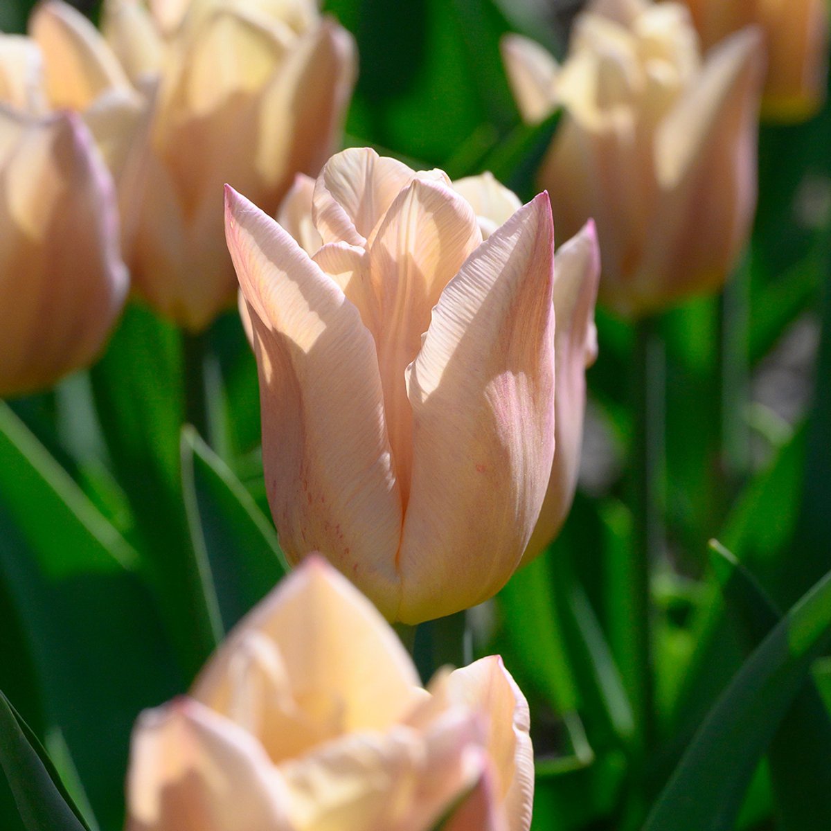 Tulp Apricot Copex® | 10 stuks | Roze | Tulpenbollen