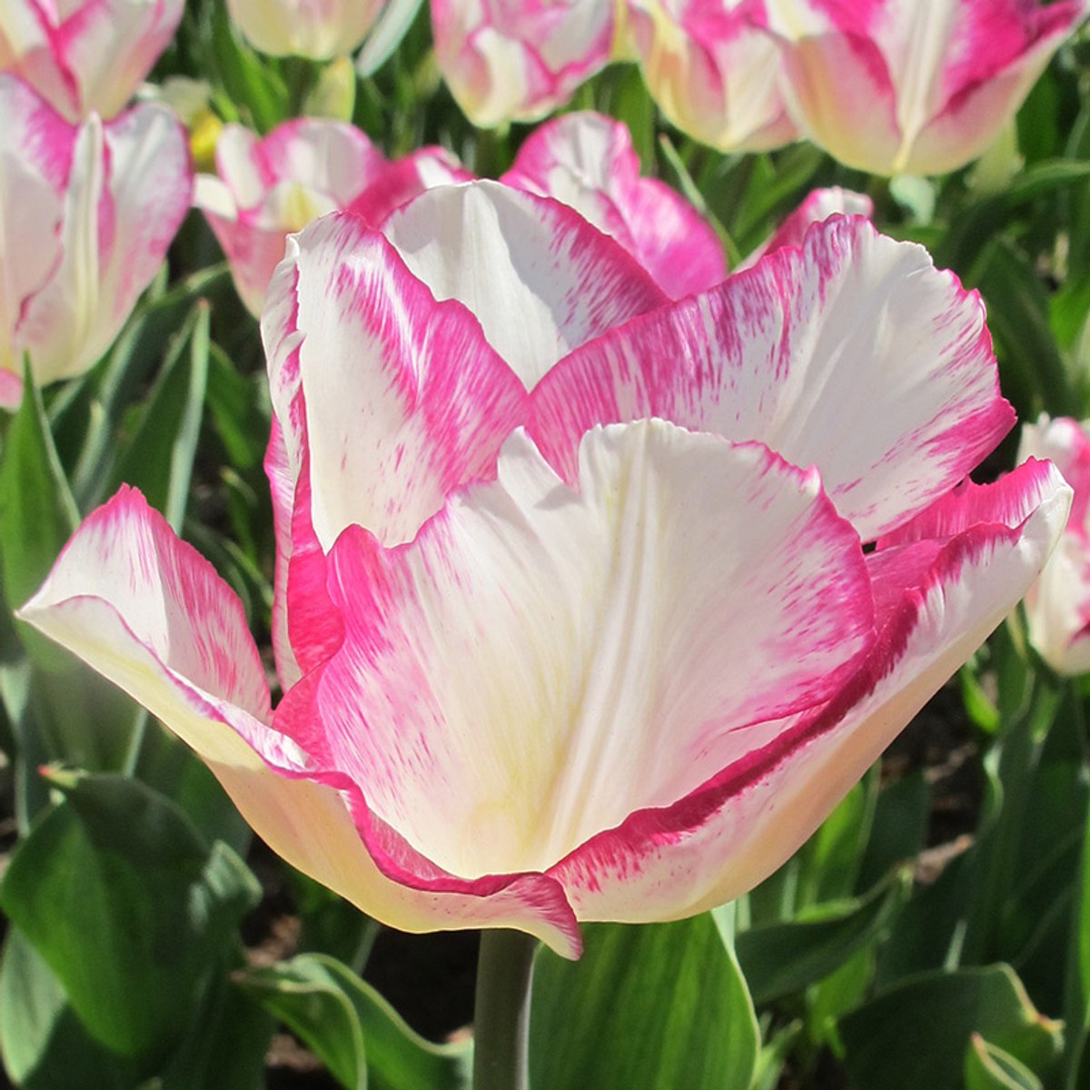 Tulp Affaire | 10 stuks | Wit | Paars | Tulpenbollen