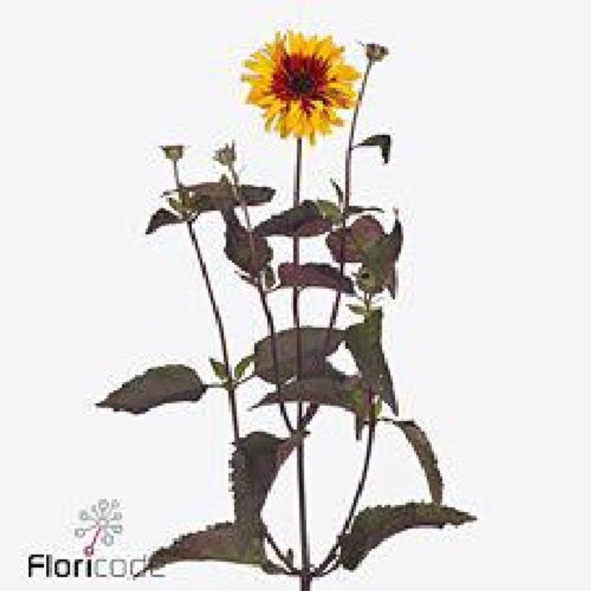 10x Heliopsis yellow spider 50cm