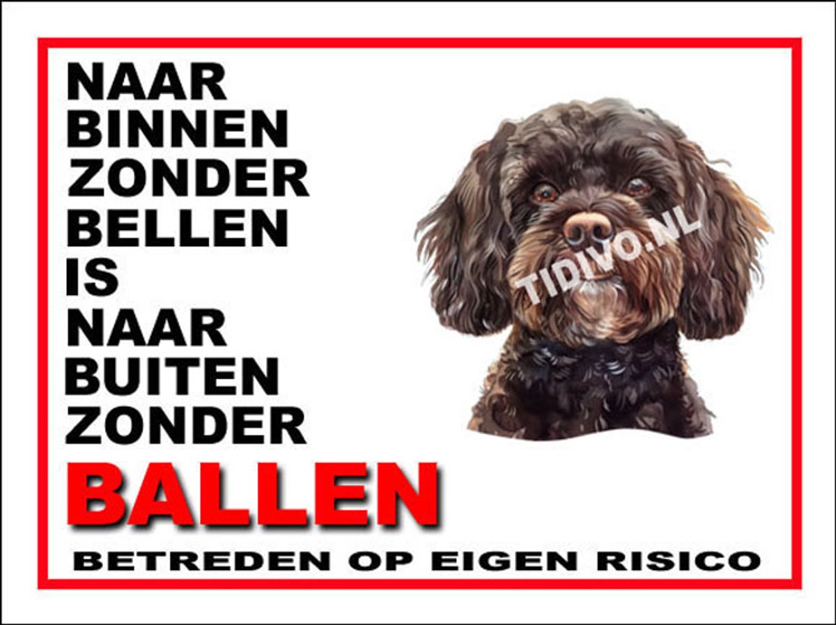 Cavapoo 11