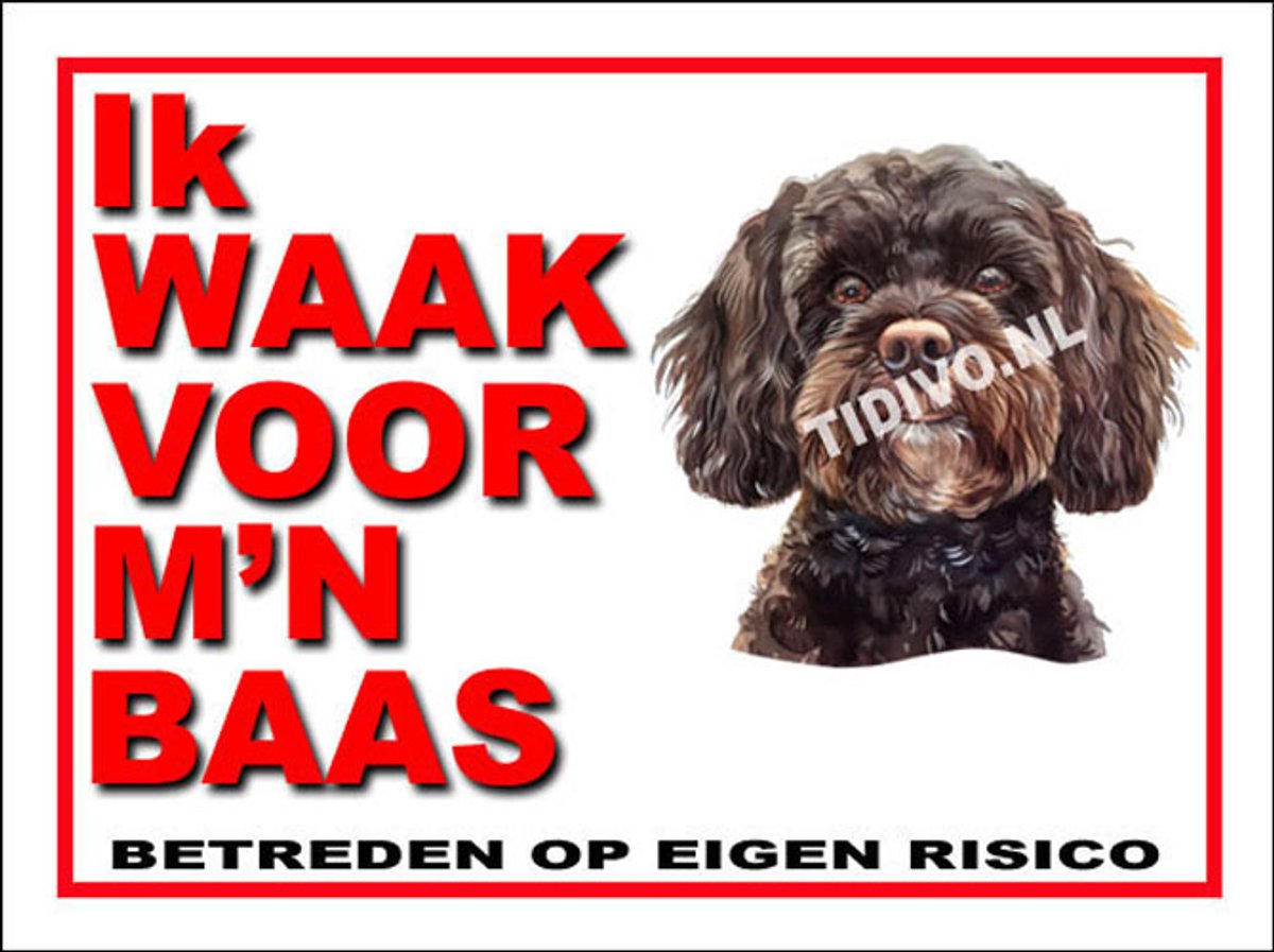 Cavapoo 9