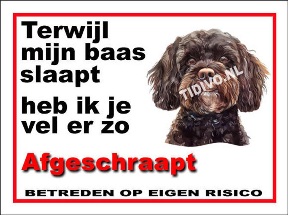 Cavapoo 15
