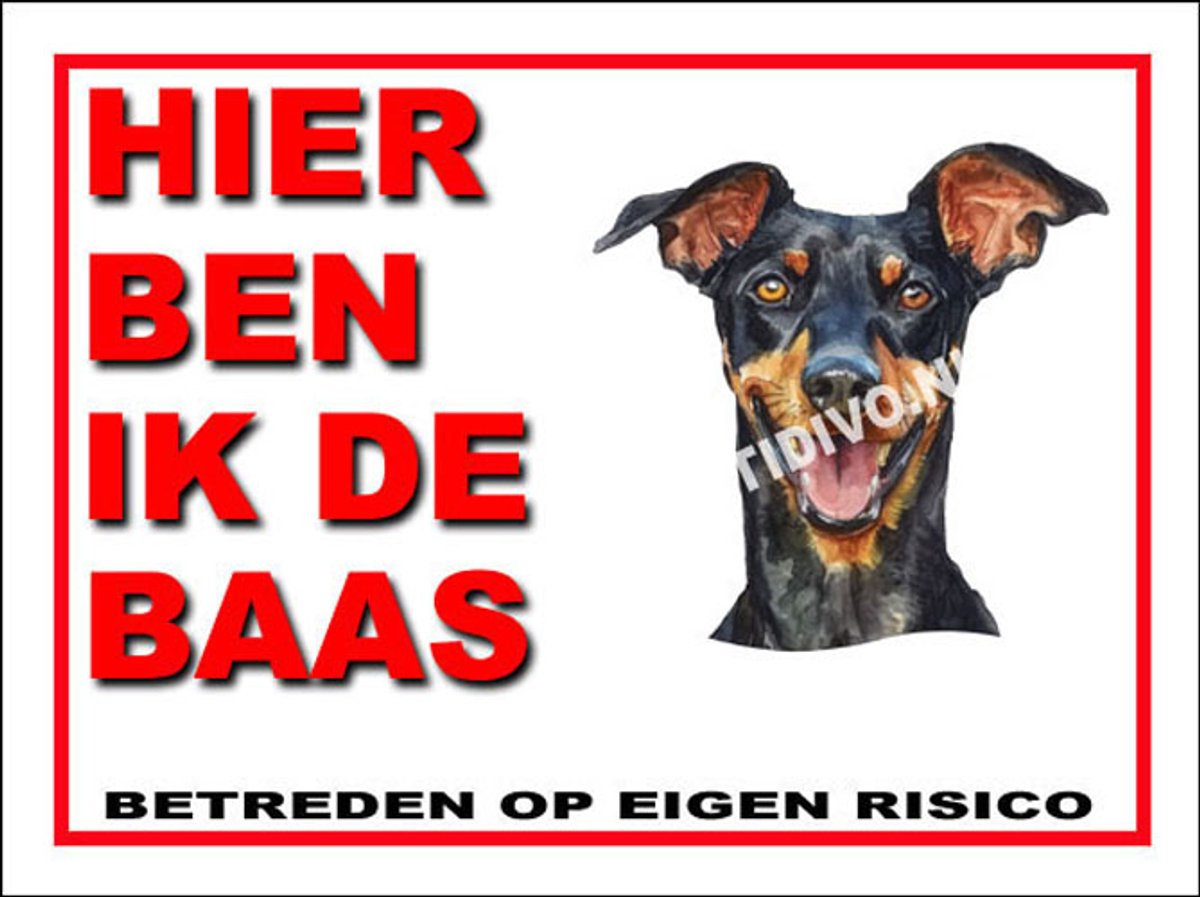Duitse Pinscher 2
