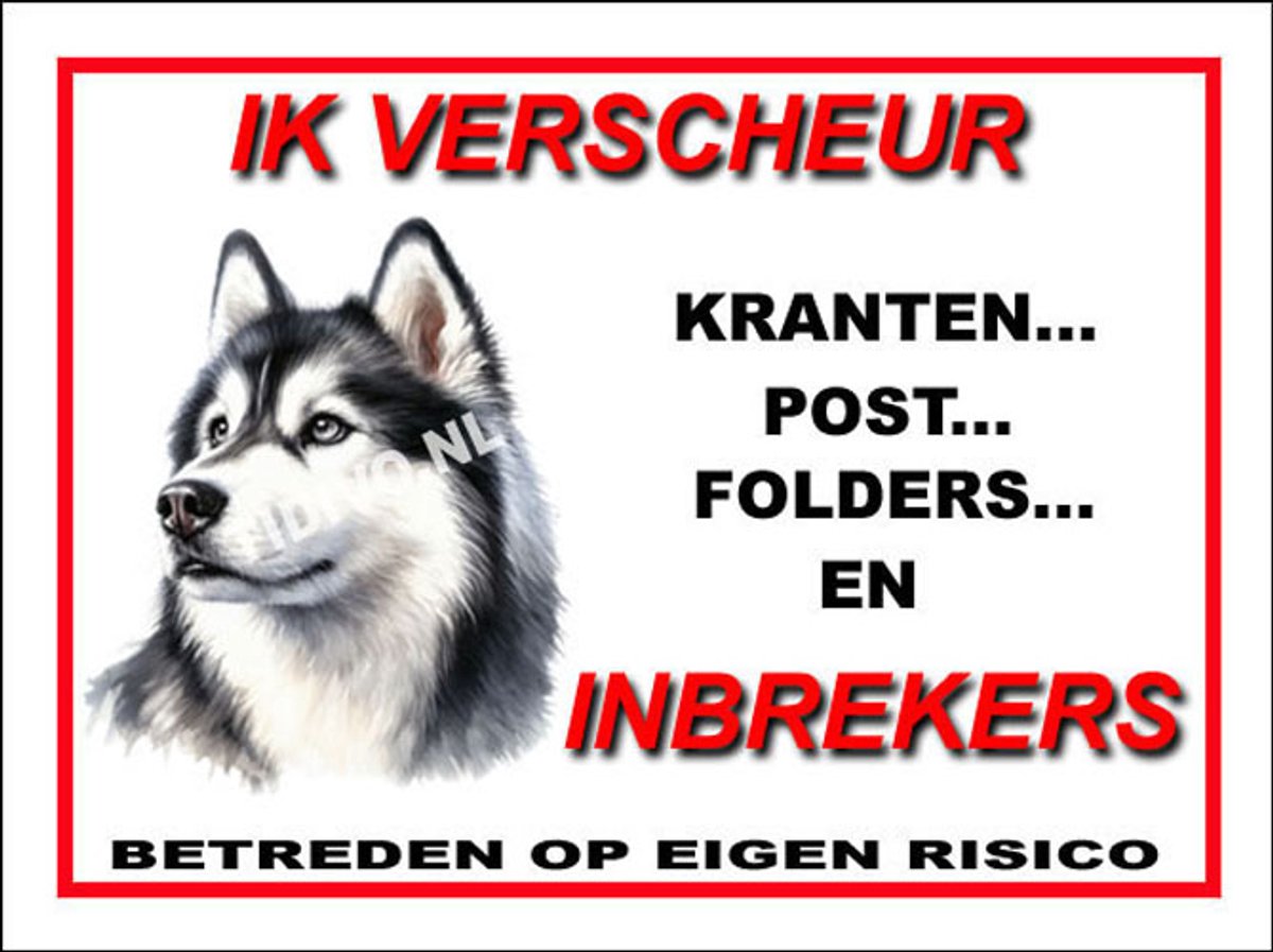 Siberian Husky 8