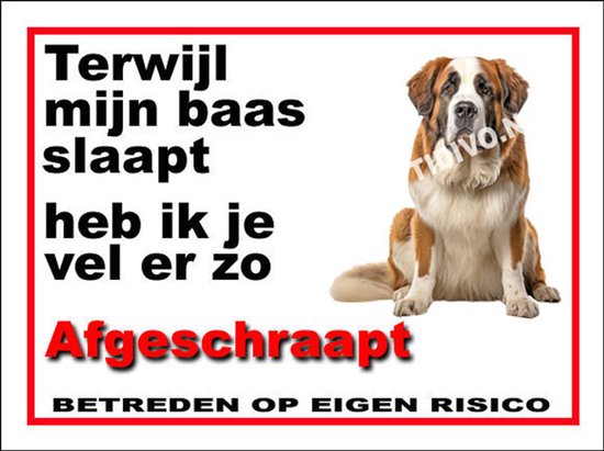 Sint Bernard 15