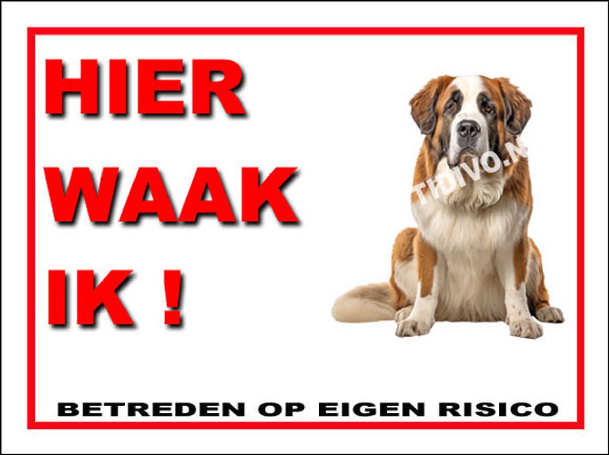 Sint Bernard 3
