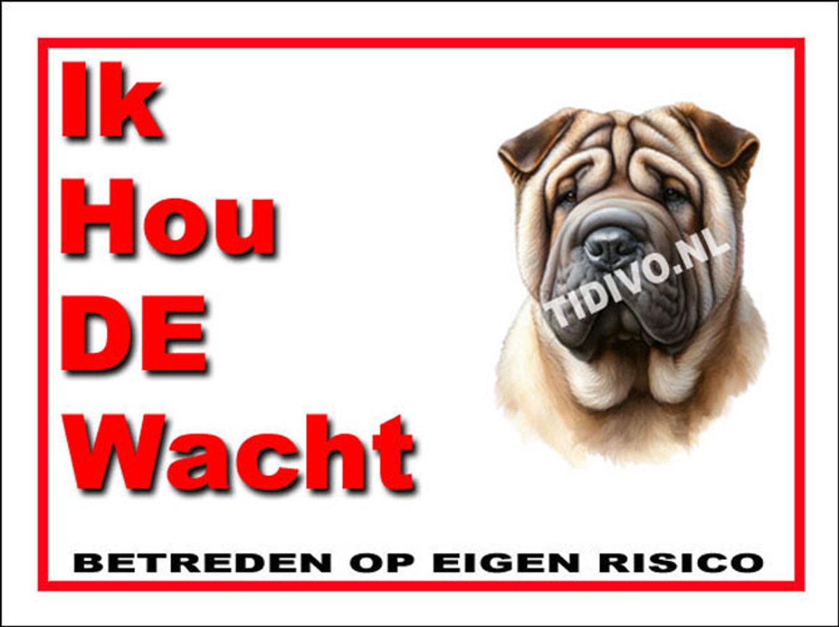 Shar-Pei 7