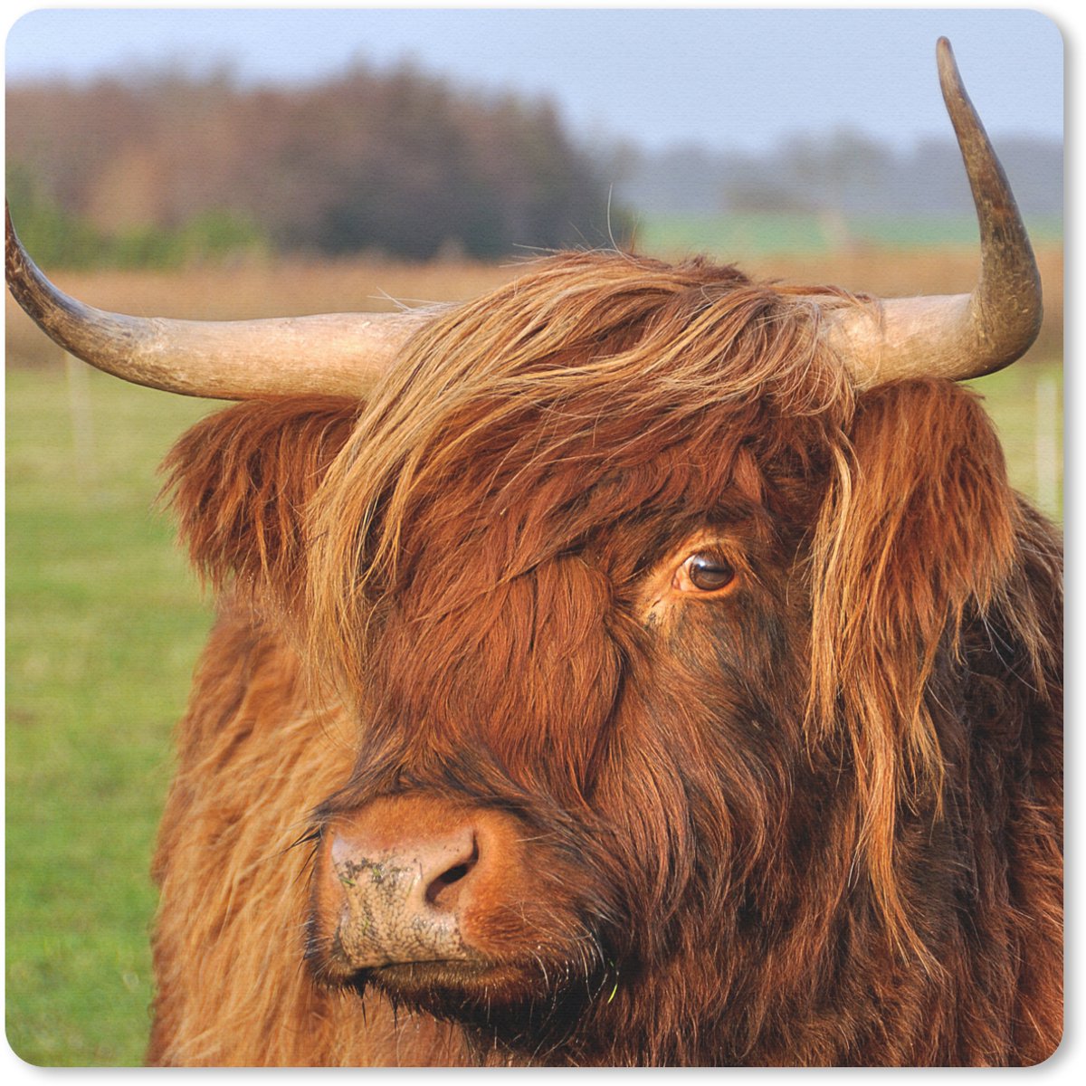 Muismat 30x30 cm - Mousepad Schotse Hooglander - Gras - Boom - Muismatten