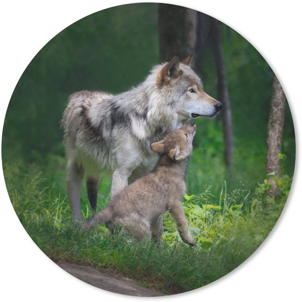 Muismat rond 50x50 cm - Mousepad Wolf - Baby - Bos - Ronde muismatten