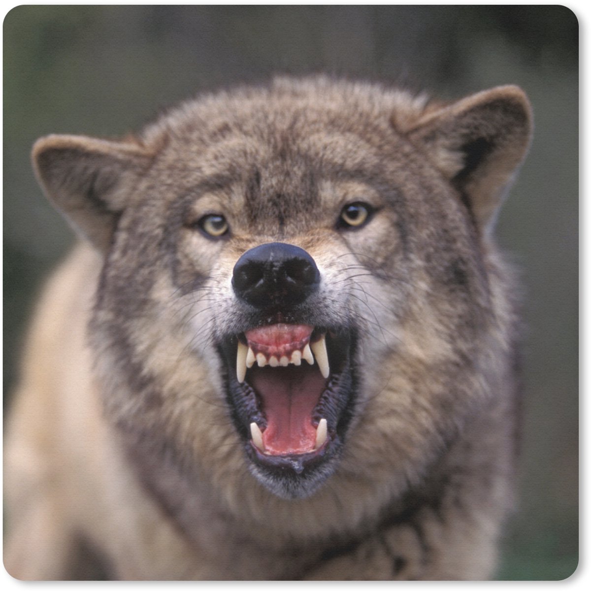 Muismat 30x30 cm - Mousepad Wolf - Bek - Tanden - Muismatten
