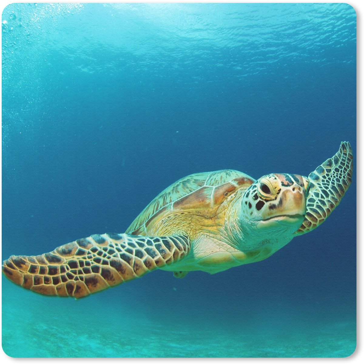Muismat 30x30 cm - Mousepad Close-up foto van groene zeeschildpad - Muismatten