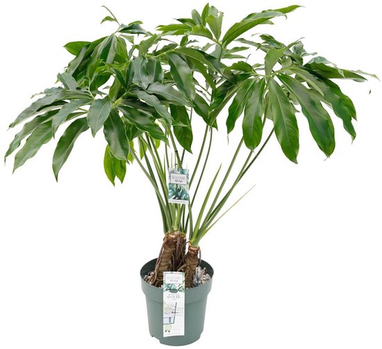 plant purple heart Purple Heart  Green Acres Nursery & Supply