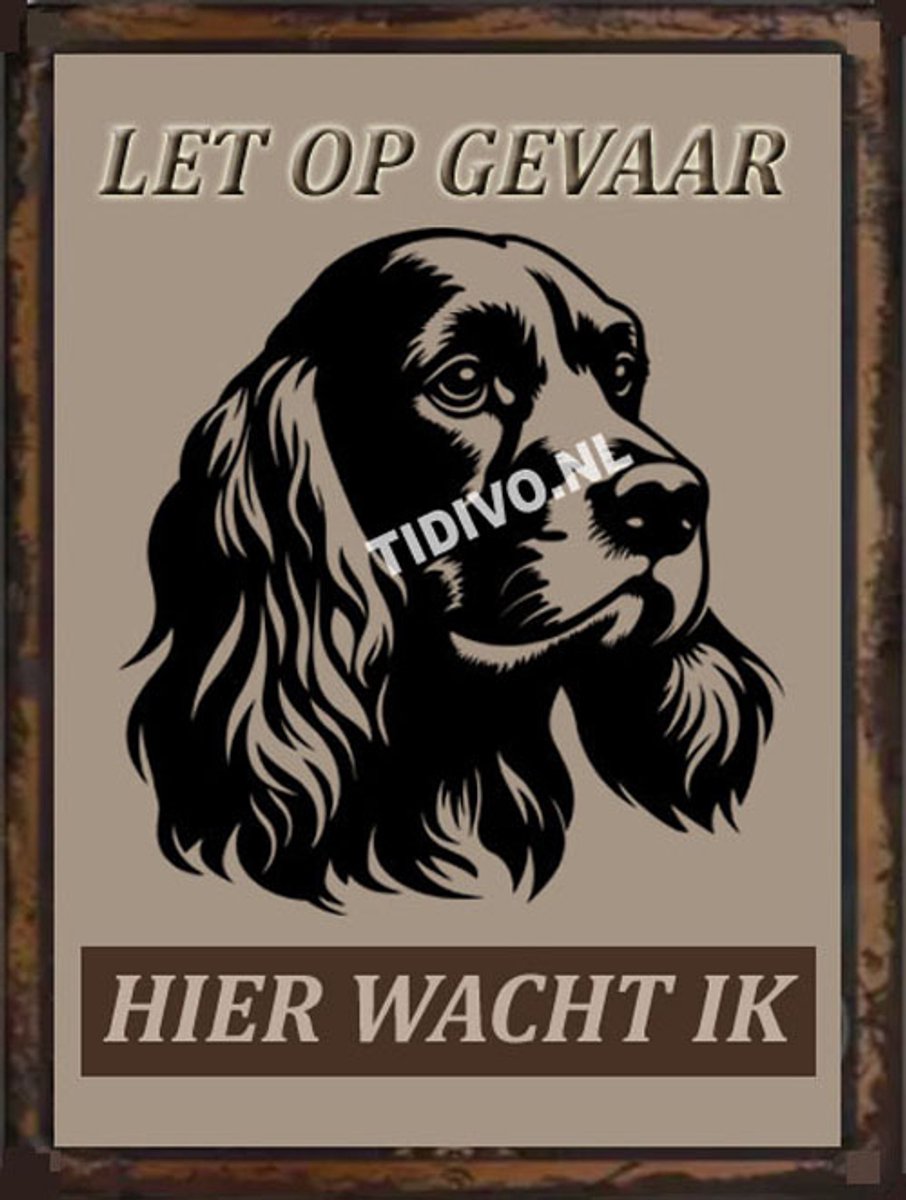 Amerikaanse Cocker Spaniel 18