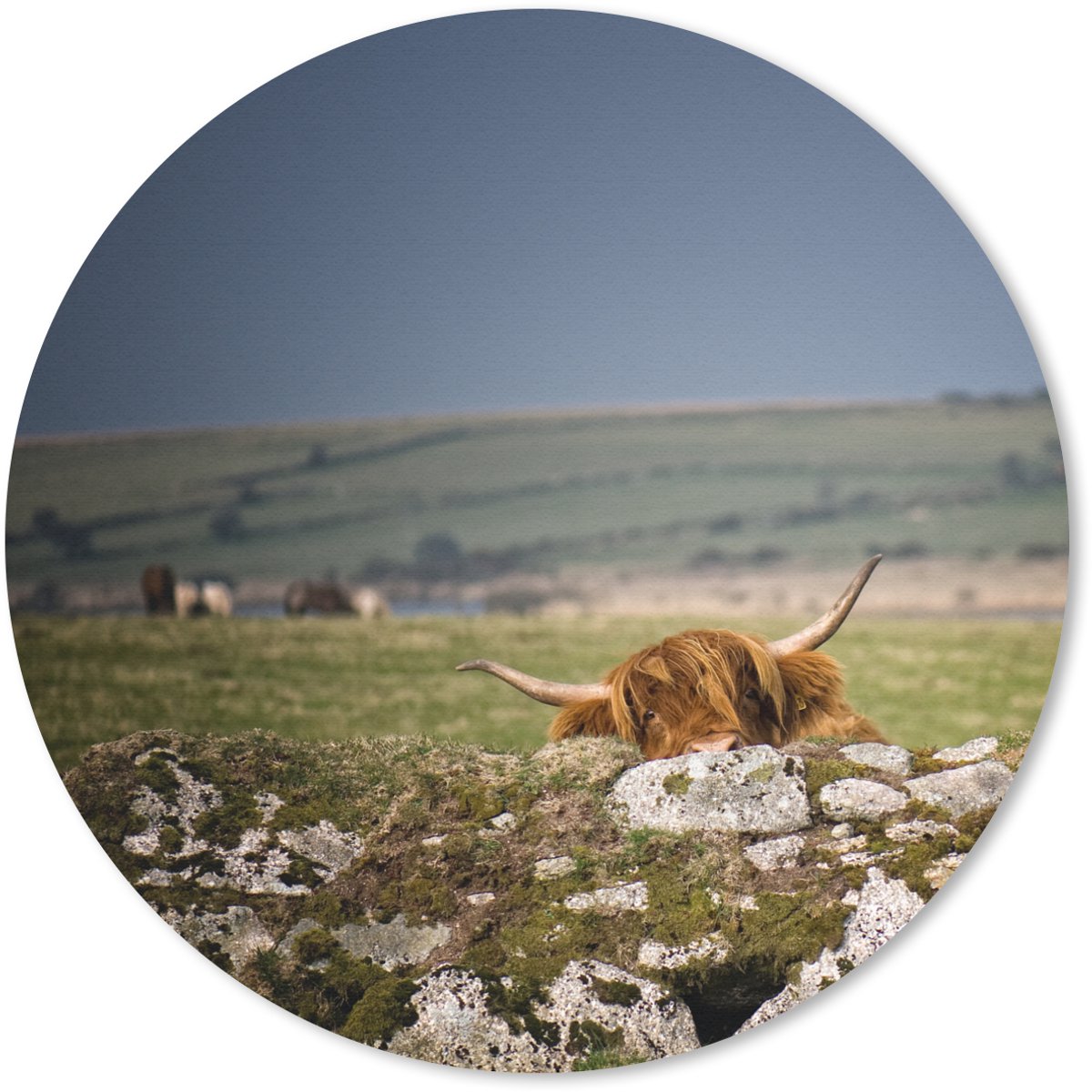 Muismat rond 50x50 cm - Mousepad Schotse Hooglander - Stenen - Gras - Ronde muismatten