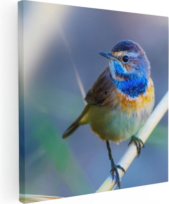 Artaza Canvas Schilderij Kleurrijke Blauwborst Vogel Op Een Tak - 50x50 - Foto Op Canvas - Canvas Print