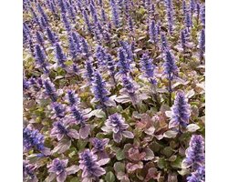 6x Ajuga reptans ‘Burgundy Glow’ - Kruipend zenegroen - Pot 9x9 cm