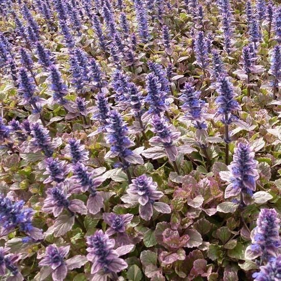 6x Ajuga reptans ‘Burgundy Glow’ - Kruipend zenegroen - Pot 9x9 cm