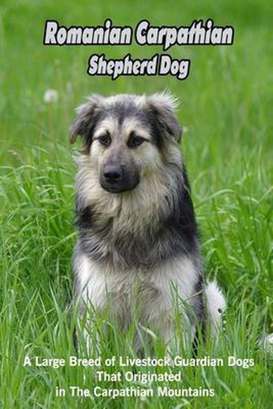 Romanian Carpathian Shepherd Dog: A Large Breed of Livestock Guardian Dogs That Originated in The Carpathian Mountains