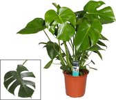 Monstera deliciosa | Gatenplant | Luchtzuiverende kamerplant | Hoogte 80-85cm | Pot - Ø21cm