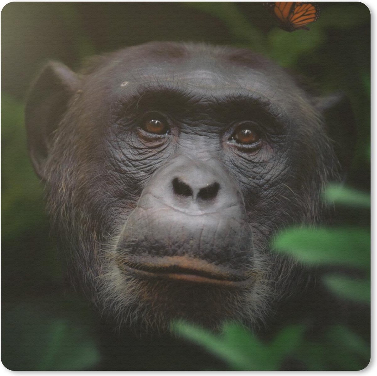 Muismat 20x20 cm - Mousepad Dieren - Aap - Jungle - Muismatten