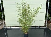Phyllostachys Aurea - Bamboe Aurea. Hoogte 175 cm