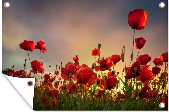 Muurdecoratie Klaprozen - Bloemen - Zonsopkomst - 180x120 cm - Tuinposter - Tuindoek - Buitenposter