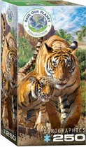 Eurographics puzzel -Tigers (250)