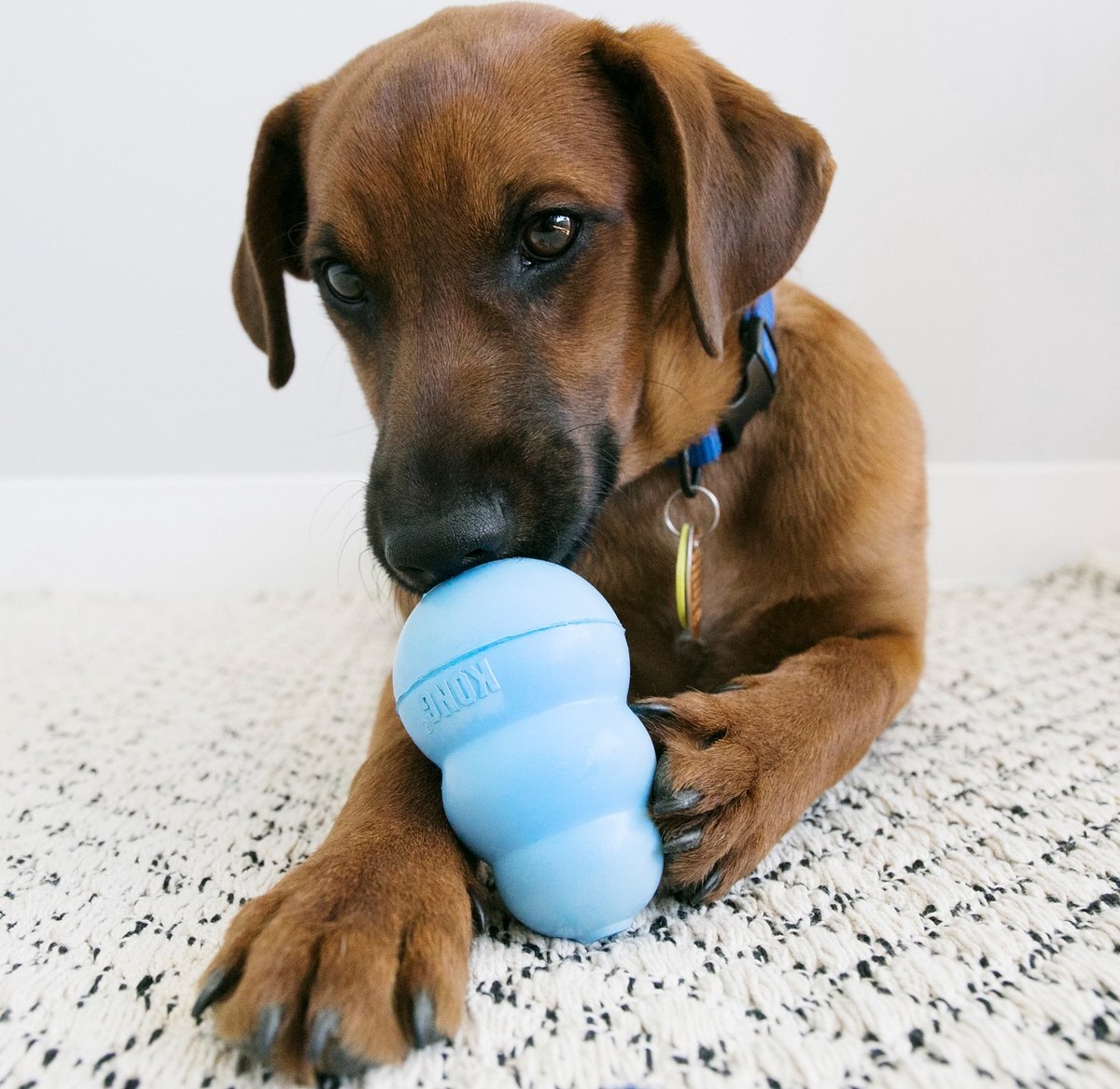 KONG Puppy bot – Hondenspeelgoed – Duurzaam rubber – 7.62cm – Assorti - S |  bol.com