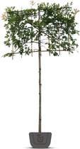 Lei-moeraseik | Quercus Palustris | leiboom | Stamomtrek: 14-16 cm | Stamhoogte: 200 cm | Rek: 150 cm