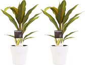 Hellogreen Kamerplant - Duo Cordyline Kiwi - 40 cm - Anna White