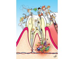 POSTER Cartoon - Tandarts, Mondhygiënist, Orthodontist - Doorsnede kies - 70 x 100 cm door Roland Hols