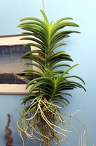 Plant 'n Bak - Vanda Orchidee - 90 cm - Roze Bloemen