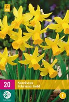 Jub Holland - bloembollen - Narcissen February Gold - maat 10/12 - 20 stuks