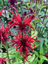 6 x Monarda didyma - Bergamotplant - P9 Pot (9 x 9cm) - Dima Vaste Planten