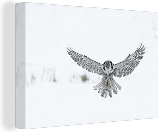Flying Hawkuil Canvas 60x40 cm - Tirage photo sur toile (Décoration murale salon / chambre) / Peintures sur toile Animaux
